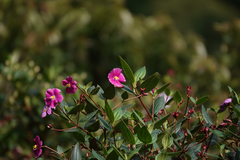 Andesanthus lepidotus