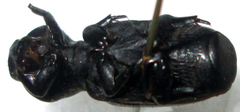 Lecanoderus