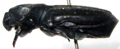 Lecanoderus