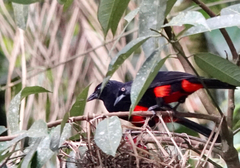 Hypopyrrhus pyrohypogaster