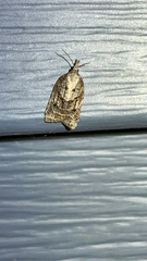 Platynota idaeusalis