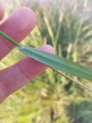 Phalaris paradoxa