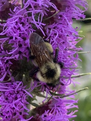 Bombus citrinus