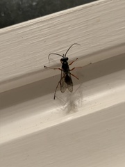 Auplopus mellipes