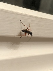 Auplopus mellipes