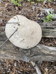 Hydnellum suaveolens