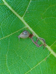 Ariophanta exilis
