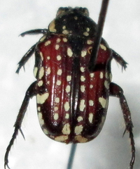 Oxythyrea testaceoguttata