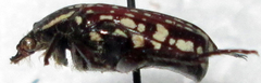 Oxythyrea testaceoguttata