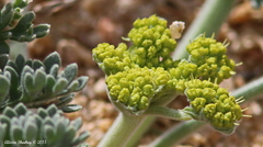 Lomatium mohavense