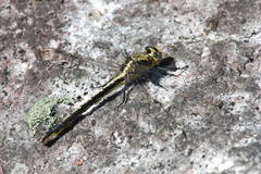 Arigomphus cornutus