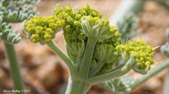 Lomatium mohavense