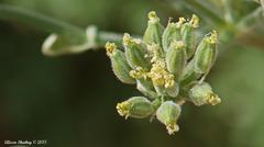 Lomatium mohavense