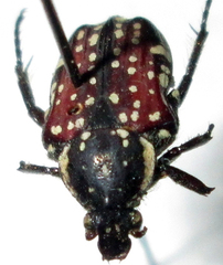 Oxythyrea testaceoguttata
