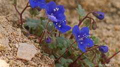 Phacelia nashiana