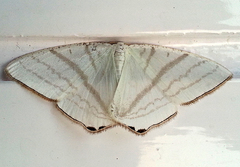 Micronidia simpliciata