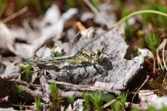 Arigomphus cornutus