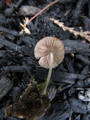 Pluteus seticeps
