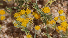 Eriophyllum pringlei