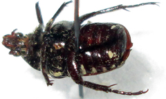 Oxythyrea testaceoguttata