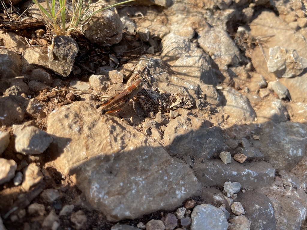 White-whiskered grasshopper