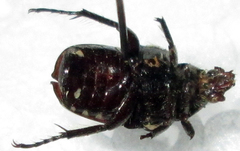Oxythyrea testaceoguttata