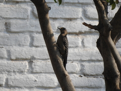 Melanerpes aurifrons