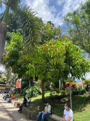 Mangifera indica