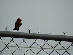 Pyrocephalus rubinus