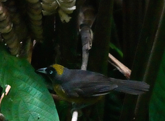 Mitrospingus cassinii