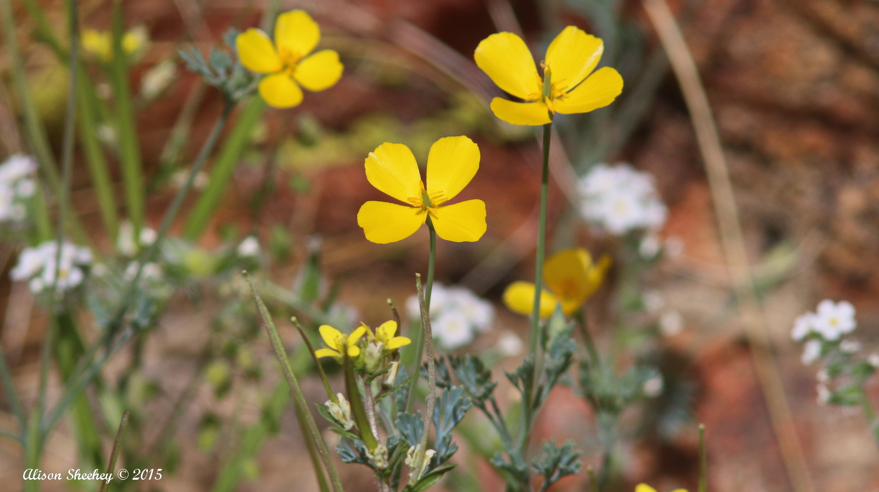 Eschscholzia minutiflora