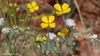 Little Gold Poppy - Photo (c) Nature Ali, some rights reserved (CC BY-NC-ND), uploaded by Nature Ali