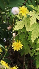 Sonchus arvensis