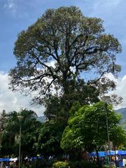 Samanea saman