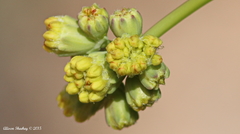 Eriogonum nudum westonii