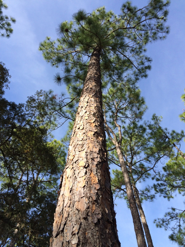 Pinus elliottii