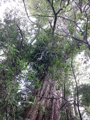 Metrosideros robusta