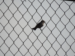 Pyrocephalus rubinus