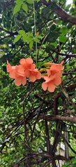 Campsis grandiflora