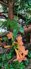 Campsis grandiflora