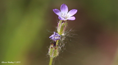 Gilia sinuata