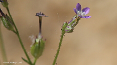 Gilia sinuata