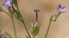Gilia sinuata