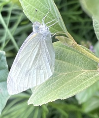 Pieris oleracea