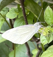 Pieris oleracea