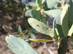 Neuroterus saltatorius