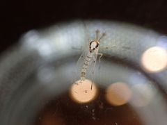 Coelotanypus concinnus