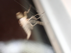 Coelotanypus concinnus