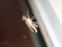 Coelotanypus concinnus