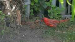 Cardinalis cardinalis